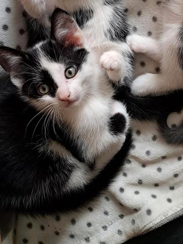 Schattige, speelse kittens! beschikbaar voor biedingen