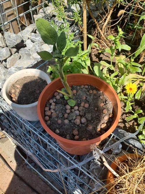 Komkommer Kruid Plant - Eetbare Tuin, Tuin en Terras, Planten | Tuinplanten, Eenjarig, Groenteplanten, Volle zon, Zomer, Ophalen