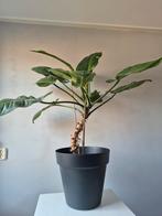 Groene Kamerplant, 100 tot 150 cm, Overige soorten, In pot, Groene kamerplant