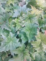 Heuchera v maccor 'Chantilly', Ophalen, Zomer, Vaste plant, Volle zon
