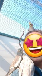 Verschillende vogels te koop, Dieren en Toebehoren, Vogels | Parkieten en Papegaaien, Meerdere dieren, Parkiet