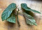 Begonia Maculata stek met wortels, Overige soorten, Vaste plant, Ophalen of Verzenden, Halfschaduw