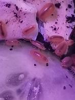 Powder orange isopods, Dieren en Toebehoren, Overige Dieren, Mei, Meerdere dieren