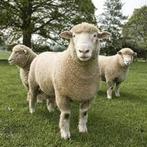 Ruwe purewol schapen wol schapen vacht vilten/spinnen, tuin, Schaap, Meerdere dieren