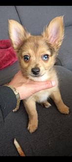 Pomchi pup, Dieren en Toebehoren, Honden | Chihuahua's en Gezelschapshonden, 15 weken tot 1 jaar, Rabiës (hondsdolheid), Eén hond