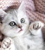 Kitten gezocht, Dieren en Toebehoren, Ophalen of Verzenden