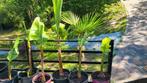 Musa basjoo bananenplanten 30cm tot 200cm, Tuin en Terras, Ophalen, Zomer, Overige soorten