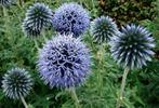 Echinops veitch's blue ritro in P9, Volle zon, Vaste plant, Zomer, Ophalen