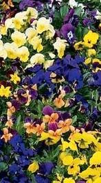 Zaden Viola cornuta 'Mix', Ophalen of Verzenden, Zaad