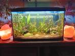 Aquarium 90 liter met toebehoren, Ophalen, Gevuld zoetwateraquarium
