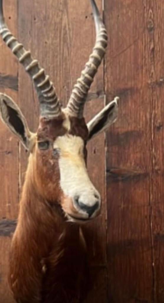 Antilope, Ophalen, Zo goed als nieuw, Paard, Beeldje of Figuurtje