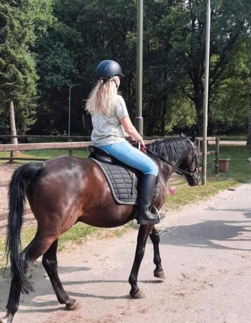 Verzorg pony gezocht verzorger aangeboden, Dieren en Toebehoren, Paarden en Pony's | Verzorgingsproducten, Ophalen