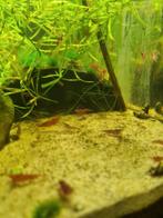Te koop vuurgarnalen, Dieren en Toebehoren, Vissen | Aquariumvissen, Kreeft, Krab of Garnaal