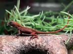 Rode Anolis Sagrei, Hagedis, 0 tot 2 jaar