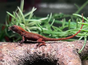 Rode Anolis Sagrei beschikbaar voor biedingen