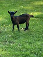 Bruin dwerggeit bokje, Dieren en Toebehoren, Schapen, Geiten en Varkens, Mannelijk, Geit