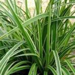 Carex morrowii ‘Ice Dance’s sierlijke siergrassoort, Ophalen, Zomer, Siergrassen, Halfschaduw