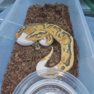 1.0 ghost pied & 0.1 clown het ghost