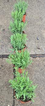 Lavendel munstead, Volle zon, Vaste plant, Lente, Ophalen