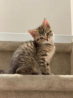 Brits korthaar kittens, Dieren en Toebehoren, Katten en Kittens | Raskatten | Korthaar, Poes, 0 tot 2 jaar