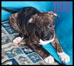 Pitbull pups, Overige rassen, CDV (hondenziekte), 8 tot 15 weken, Meerdere