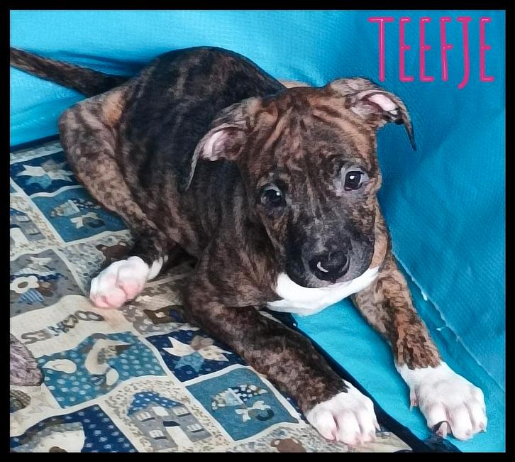 Pitbull pups, Dieren en Toebehoren, Honden | Jack Russells en Terriërs, Meerdere dieren, Overige rassen, Particulier, Meerdere