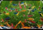 Gezocht garnaaltjes en guppies  in groningen, Vis