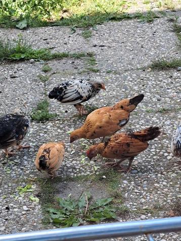 7weken kuikens, trio, Hollandskriel x sabelpoot kriel beschikbaar voor biedingen