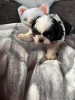 Shih Tzu mix Shi Poo pups Boomer dus, Dieren en Toebehoren, Overige rassen, CDV (hondenziekte), 8 tot 15 weken, Meerdere