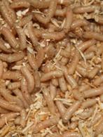 maden, casters, wormen, dauwpieren etc evt per post, Ophalen of Verzenden, Nieuw, Kleding