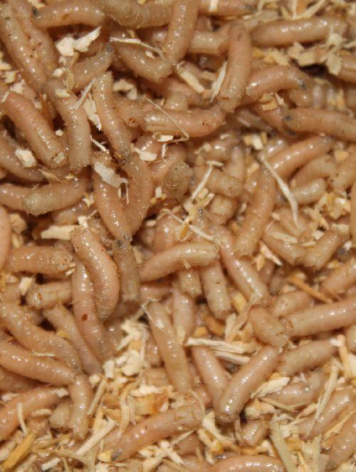 maden, casters, wormen, dauwpieren etc evt per post, Watersport en Boten, Hengelsport | Algemeen, Nieuw, Kleding, Ophalen of Verzenden