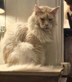 XXL Maine Coon Rus DEKKATERCreme/BlackSmokeSociaalGetestReus, 3 tot 5 jaar