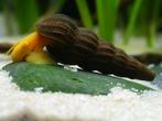 tylomalina golden slakken | sulawesislak, Slak of Weekdier, Zoetwatervis
