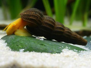 tylomalina golden slakken | sulawesislak beschikbaar voor biedingen