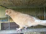 Romein jonge duif, Dieren en Toebehoren