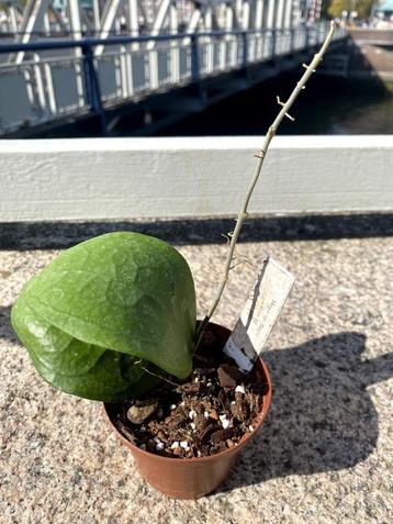 Hoya sp. Gayo clone 10 beschikbaar voor biedingen