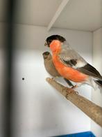 Koppel bruine noorse goudvinken, Dieren en Toebehoren, Meerdere dieren, Wildzangvogel, Geringd