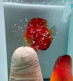 Bewezen discus koppel super red, Dieren en Toebehoren, Vis