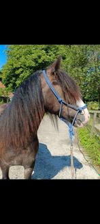 Stevige, grote maat Tinker ruin (maart 2023) Yaro PSSM vrij, Dieren en Toebehoren, Ruin, 0 tot 2 jaar