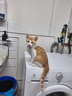 Meerdere nestjes boerderijkittens!, Dieren en Toebehoren, Katten en Kittens | Overige Katten, Meerdere dieren, Kortharig, 0 tot 2 jaar