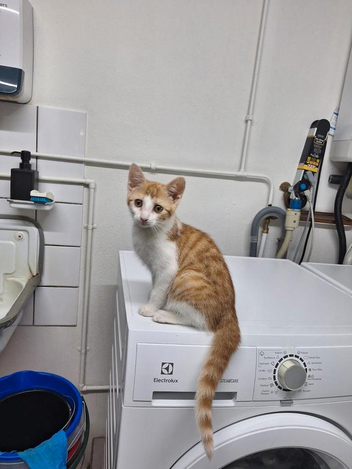 Meerdere nestjes boerderijkittens!, Dieren en Toebehoren, Katten en Kittens | Overige Katten, Kortharig, Meerdere dieren, 0 tot 2 jaar