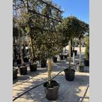 Quercus ilex - steeneik leiboom 80 cm stam / scherm 120x120, Tuin en Terras, Ophalen, In pot, Leiboom, 100 tot 250 cm
