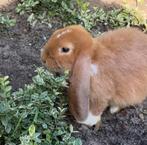 Oranje Franse hangoren, Dieren en Toebehoren, Konijnen, Meerdere dieren, Groot