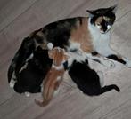 Kittens te koop, Dieren en Toebehoren, Katten en Kittens | Dekkaters, 0 tot 2 jaar
