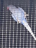 Violet halsbandparkiet, Dieren en Toebehoren, Vogels | Parkieten en Papegaaien, Meerdere dieren, Parkiet, Geringd