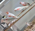 Rood (agaat isabel) mozaïek kanaries koppels, Dieren en Toebehoren, Vogels | Kanaries, Meerdere dieren, Kleurkanarie