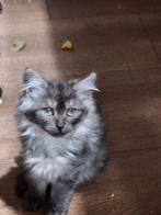 Zeer mooie lieve ragdoll kittens., Dieren en Toebehoren, Katten en Kittens | Raskatten | Langhaar, Meerdere dieren