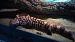 Gilamonster heloderma suspectum, Dieren en Toebehoren, Reptielen en Amfibieën, Hagedis, 0 tot 2 jaar
