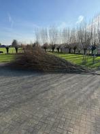 Gratis takken/ wilgen van de knotwilg, Bloeit niet, Overige soorten, Minder dan 100 cm, Ophalen