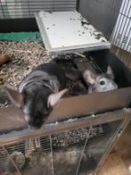 3 chinchilla's to koop samen met kooi, Dieren en Toebehoren, Knaagdieren, Juni, Mannelijk, Chinchilla